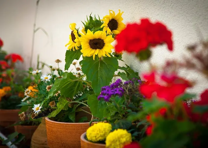 ルームズ スプリット ペゼリ スプリト